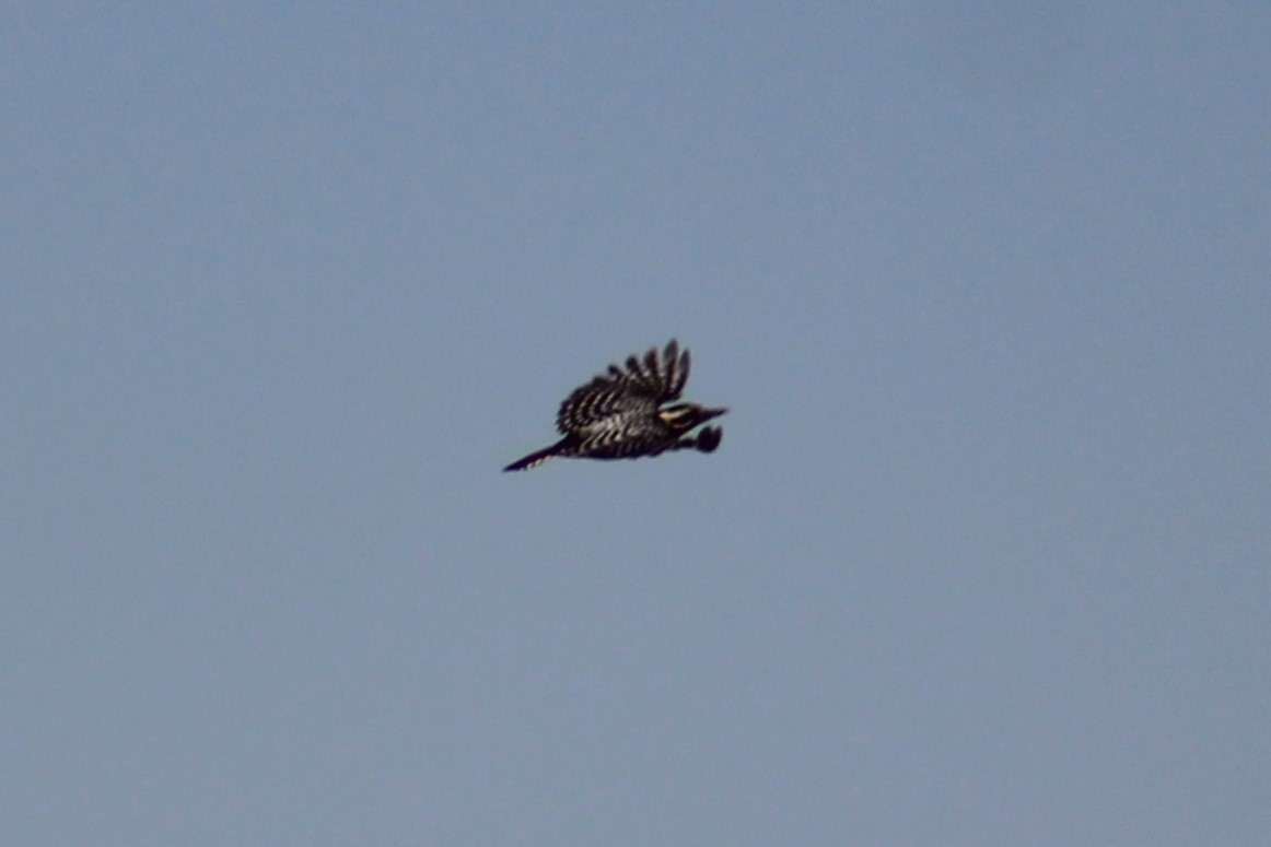 Ladder-backed Woodpecker - Adair Bock