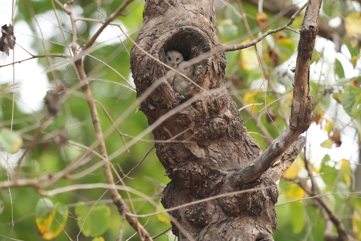 Indian Scops-Owl - Nileshkumar Kshirsagar