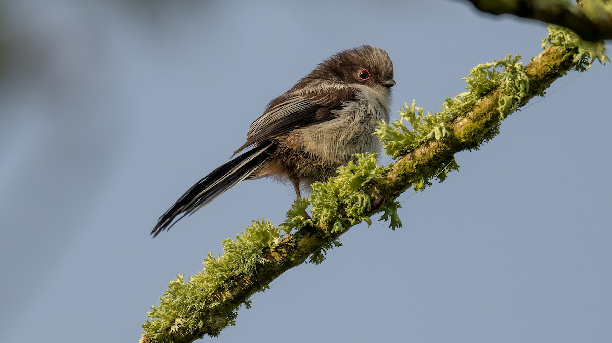 Long-tailed Tit - Tracey Jolliffe