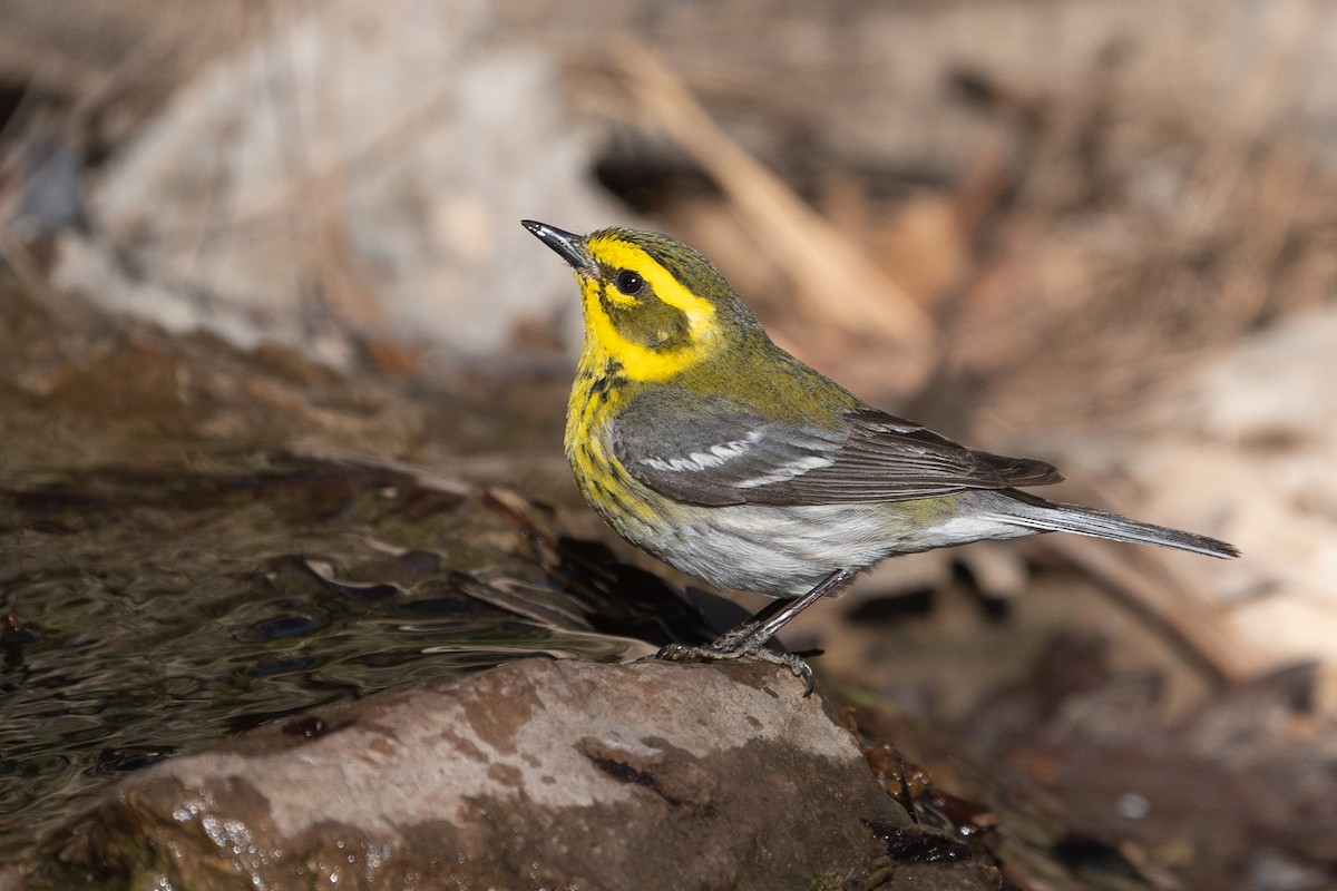 Townsend's Warbler - ML619212103