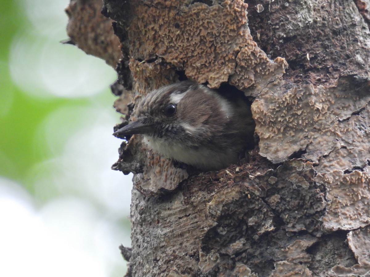 Japanese Pygmy Woodpecker - Bret Okeson