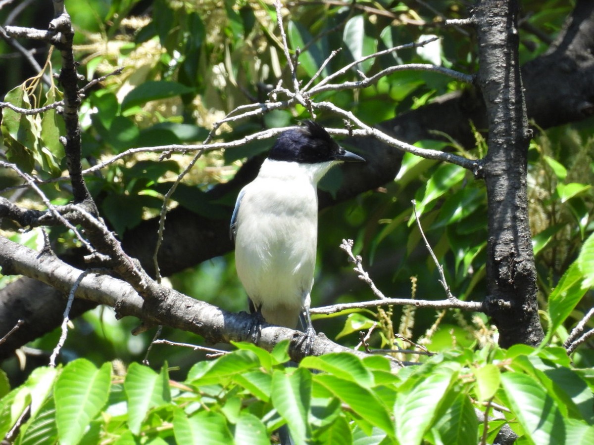 Azure-winged Magpie - Bret Okeson