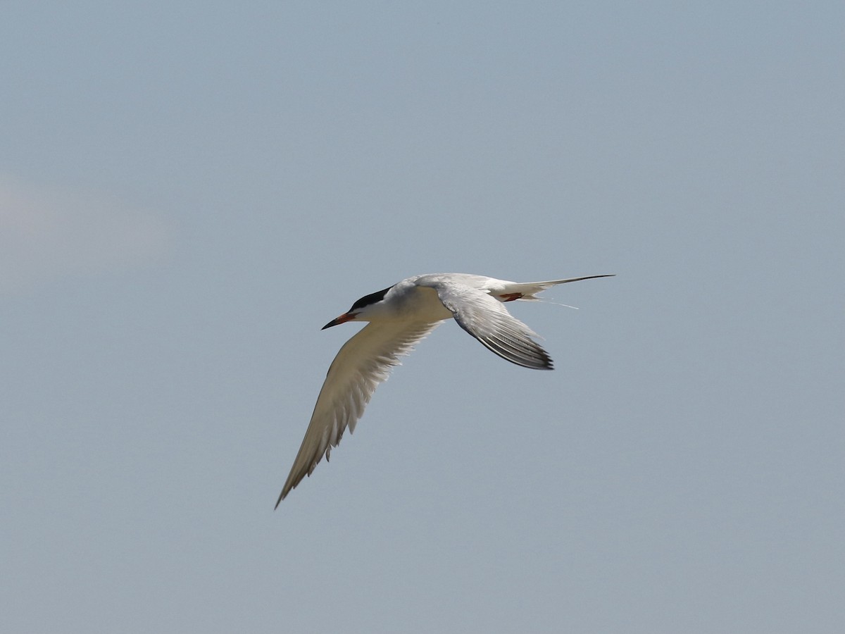 Forster's Tern - ML619212123