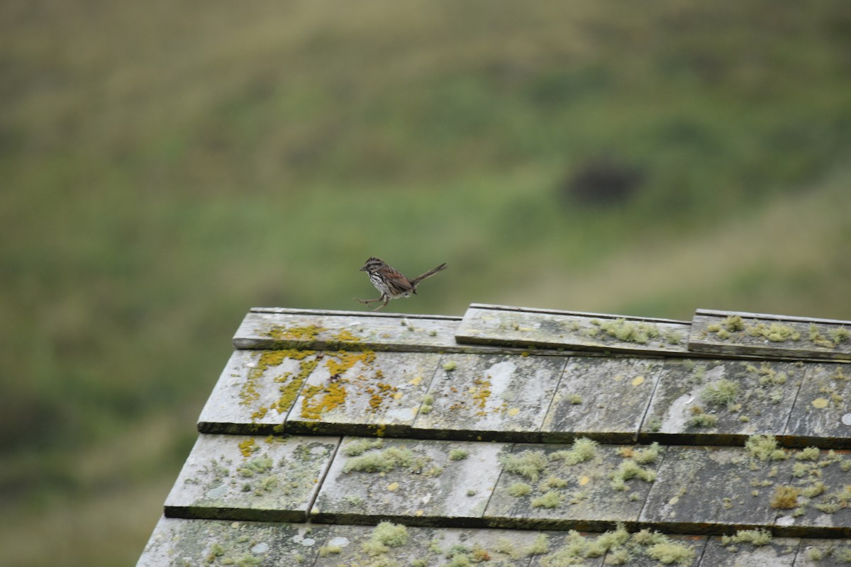 Song Sparrow - ML619212125