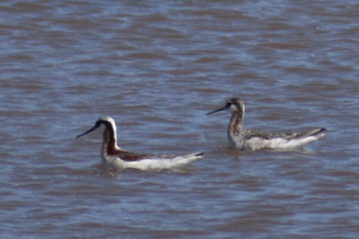 Wilson's Phalarope - ML619212134