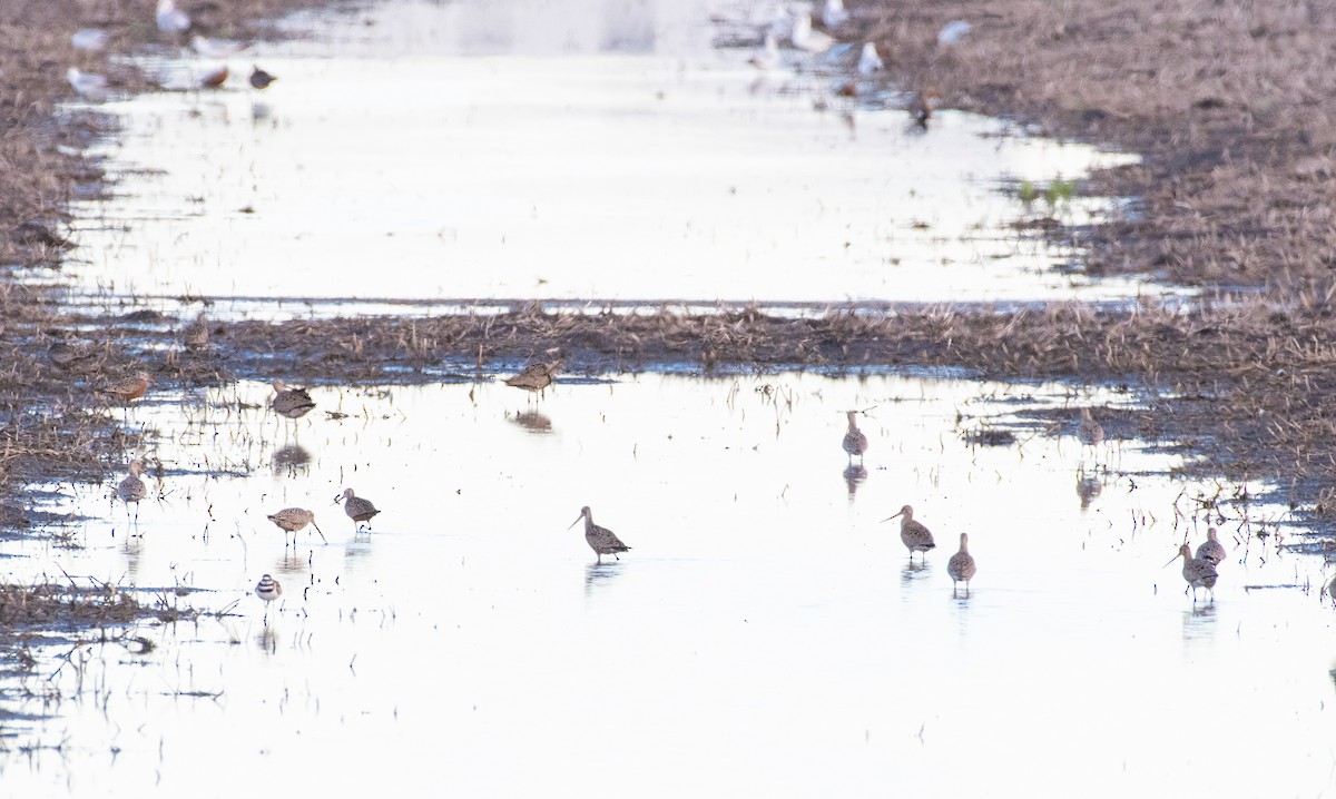 Marbled Godwit - Anuj Ghimire