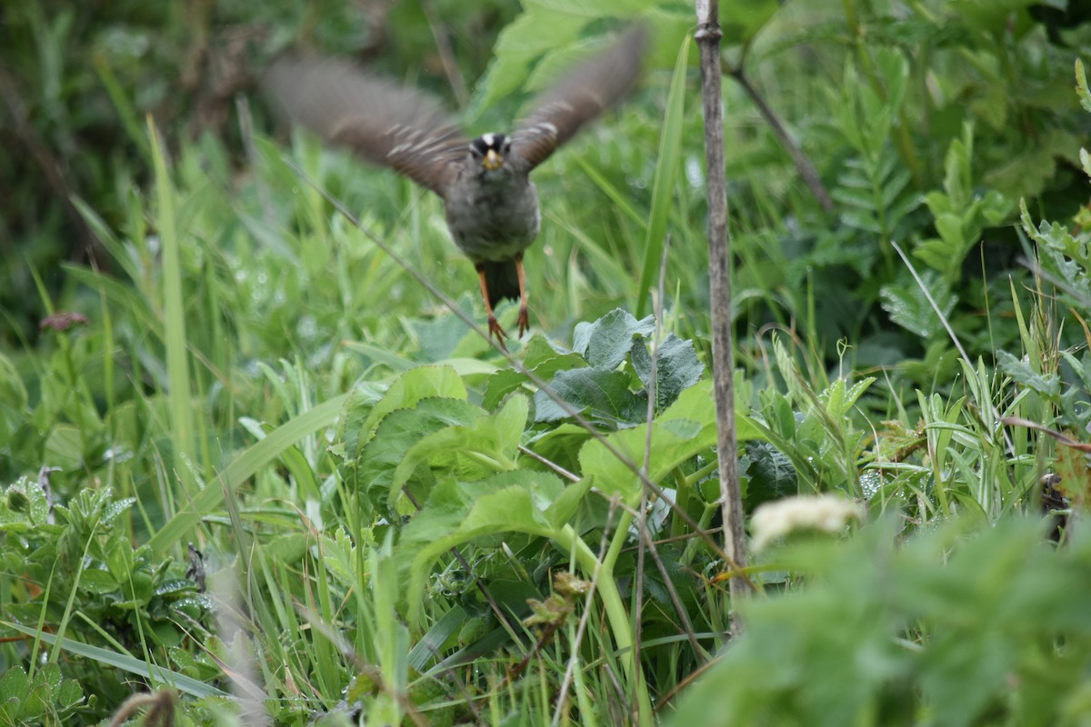 White-crowned Sparrow - Hayley Lester