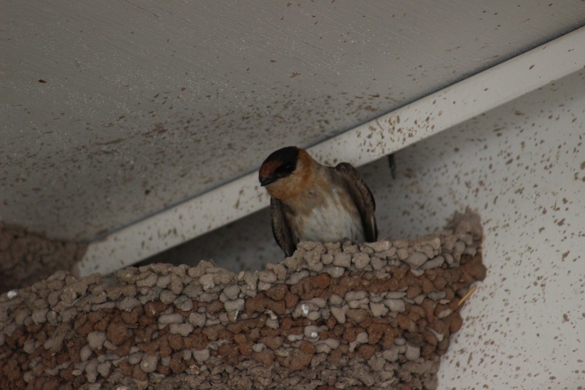 Cave Swallow (Texas) - Adair Bock