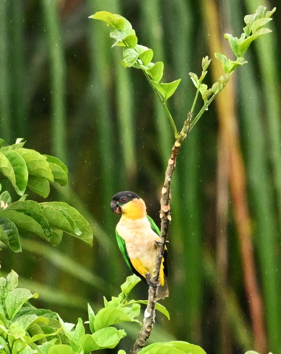 ズグロシロハラインコ - ML619212159