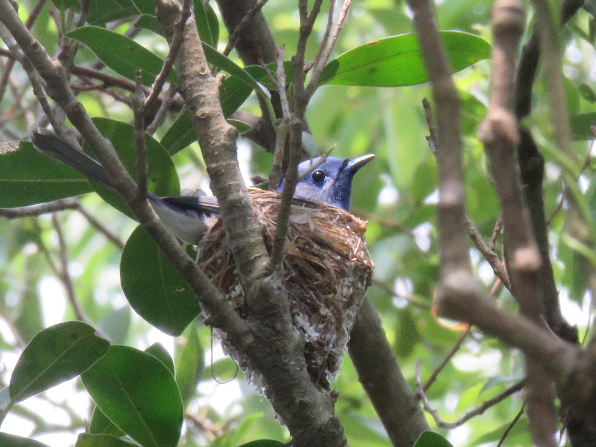 Black-naped Monarch - Chang-Yong Liao