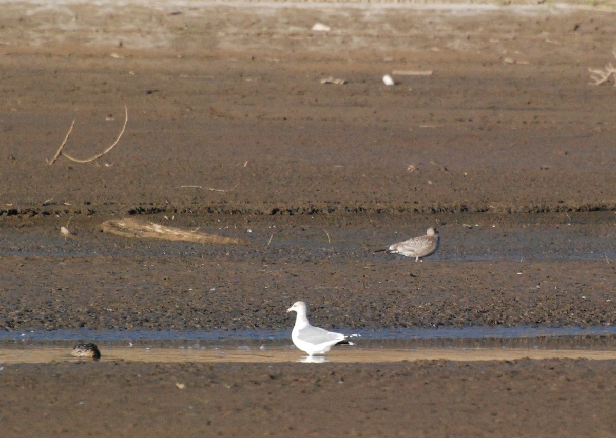 California Gull - Max Thayer