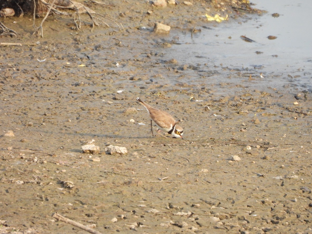 Little Ringed Plover - Prof Chandan Singh Dalawat