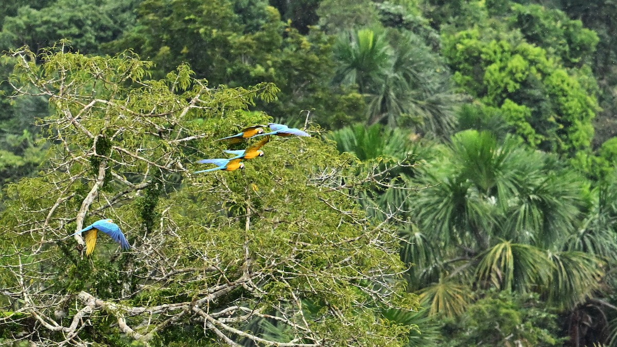 Blue-and-yellow Macaw - Marcelo Donoso