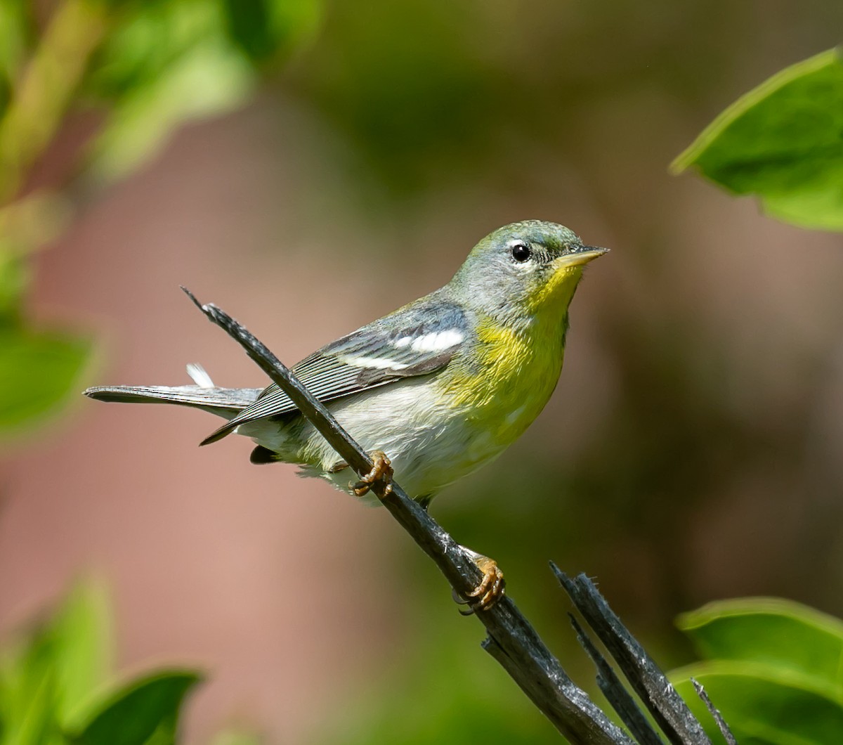 Northern Parula - Damon Haan