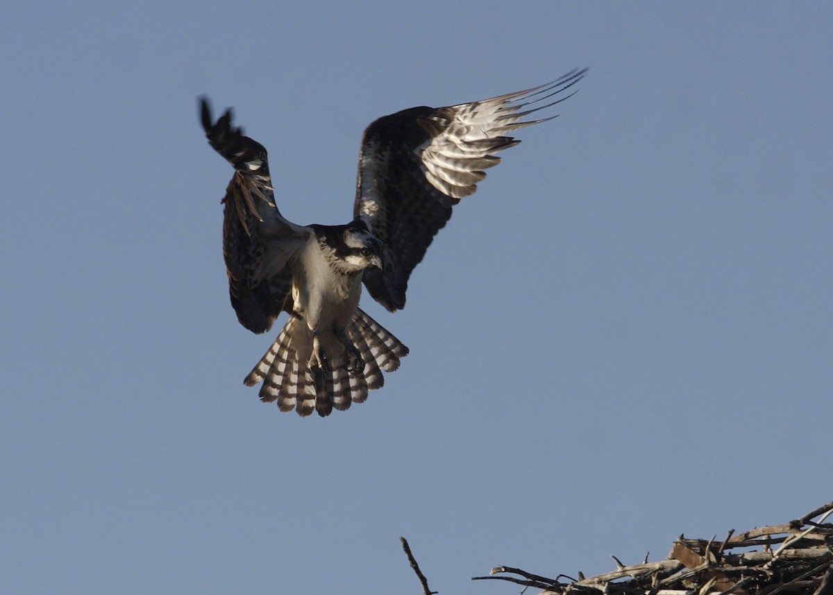 Osprey - William Clark