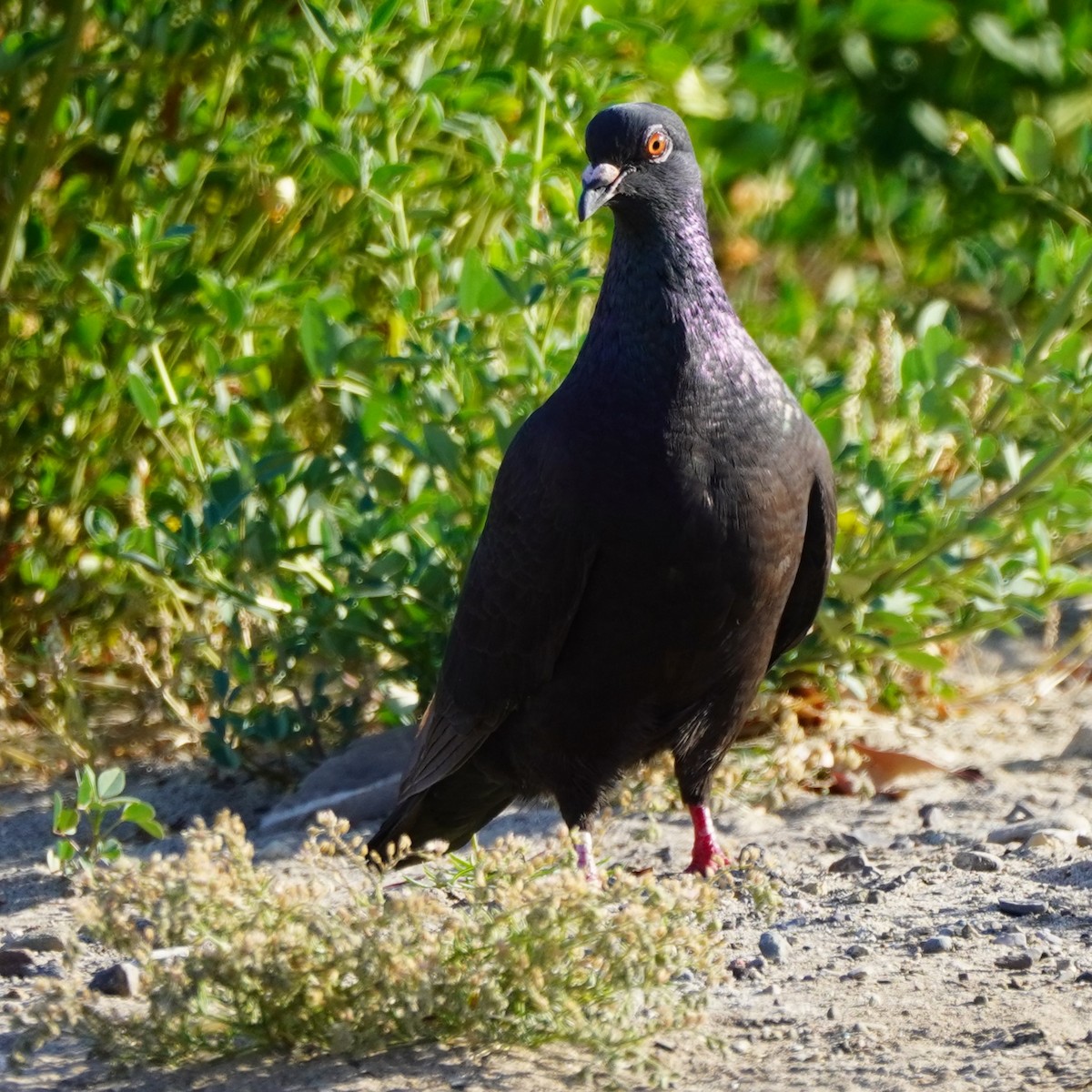 Rock Pigeon (Feral Pigeon) - Dawn Hovey