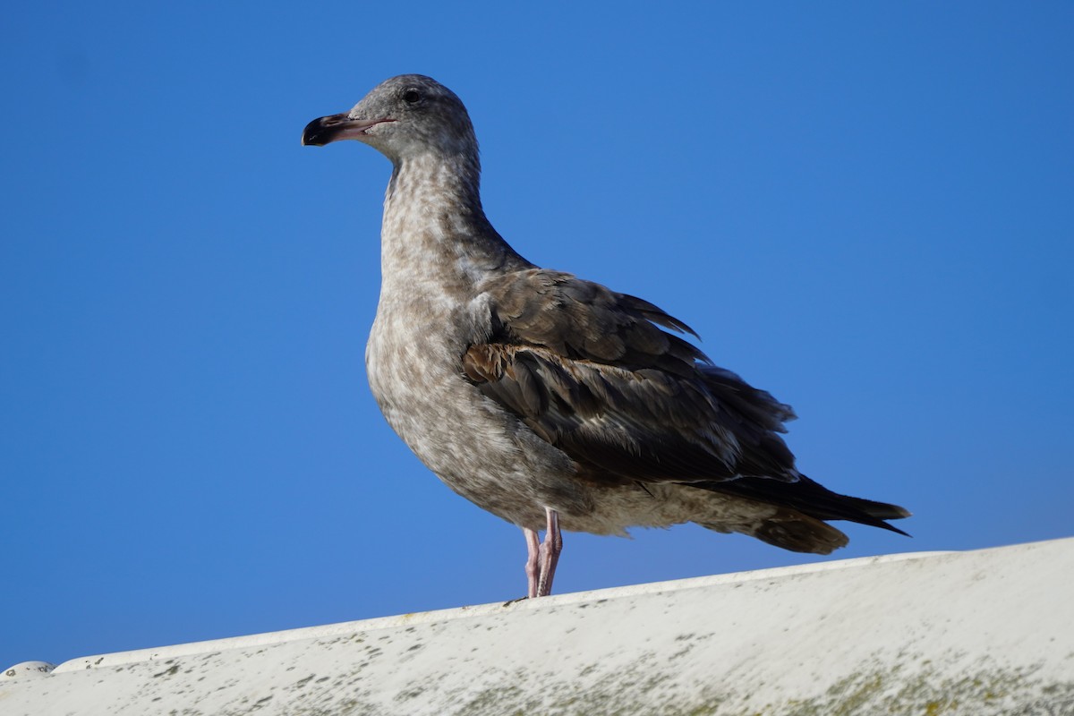 Western Gull - Dawn Hovey