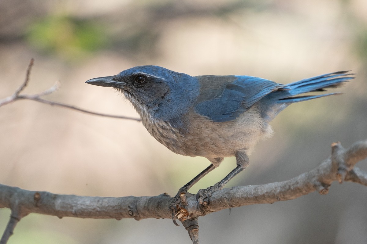 Woodhouse's Scrub-Jay - ML619212238