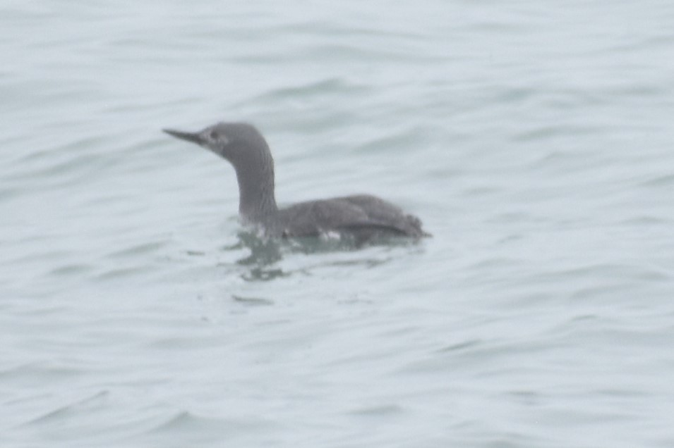 Red-throated Loon - Tara Harris