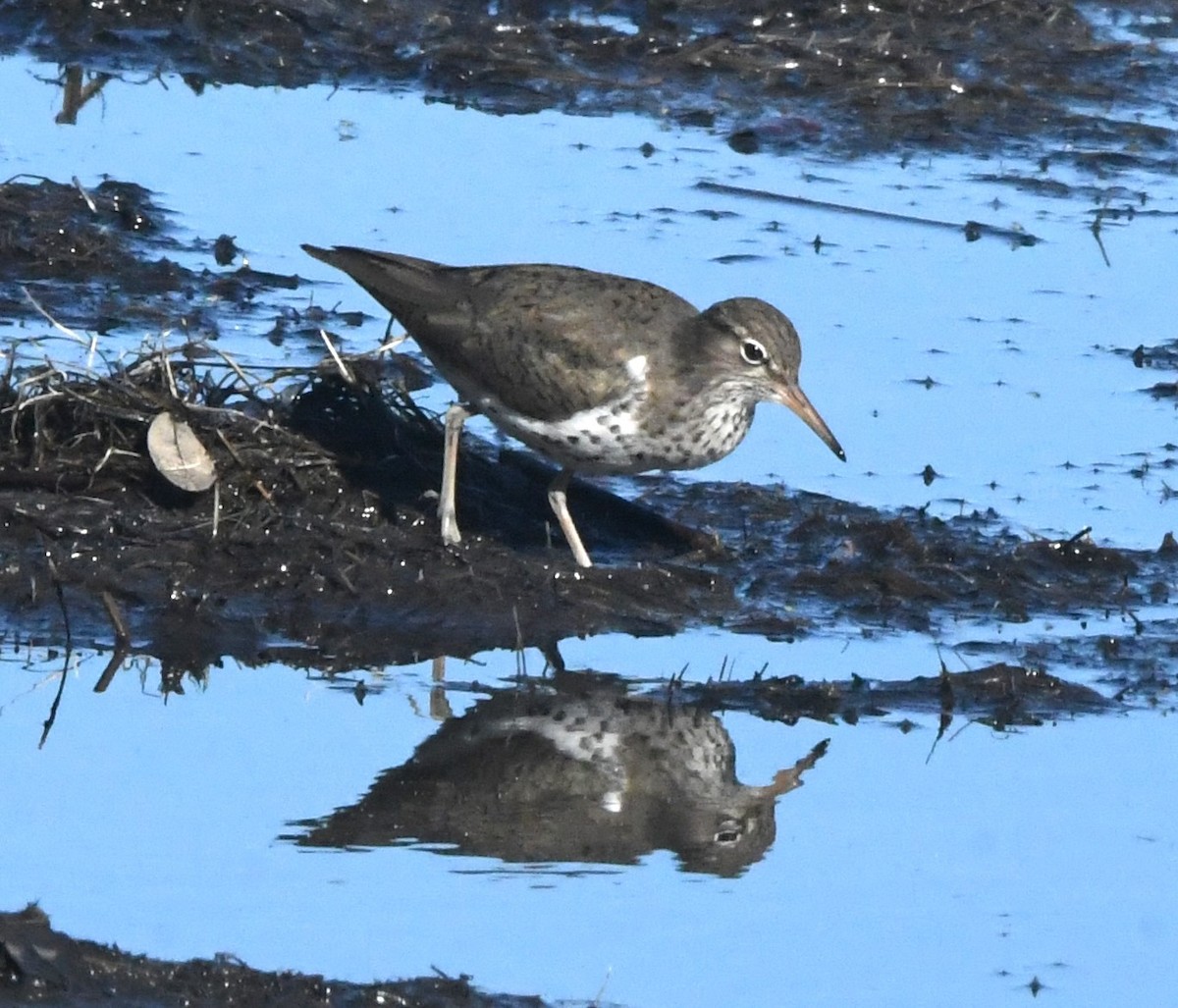 Spotted Sandpiper - David True