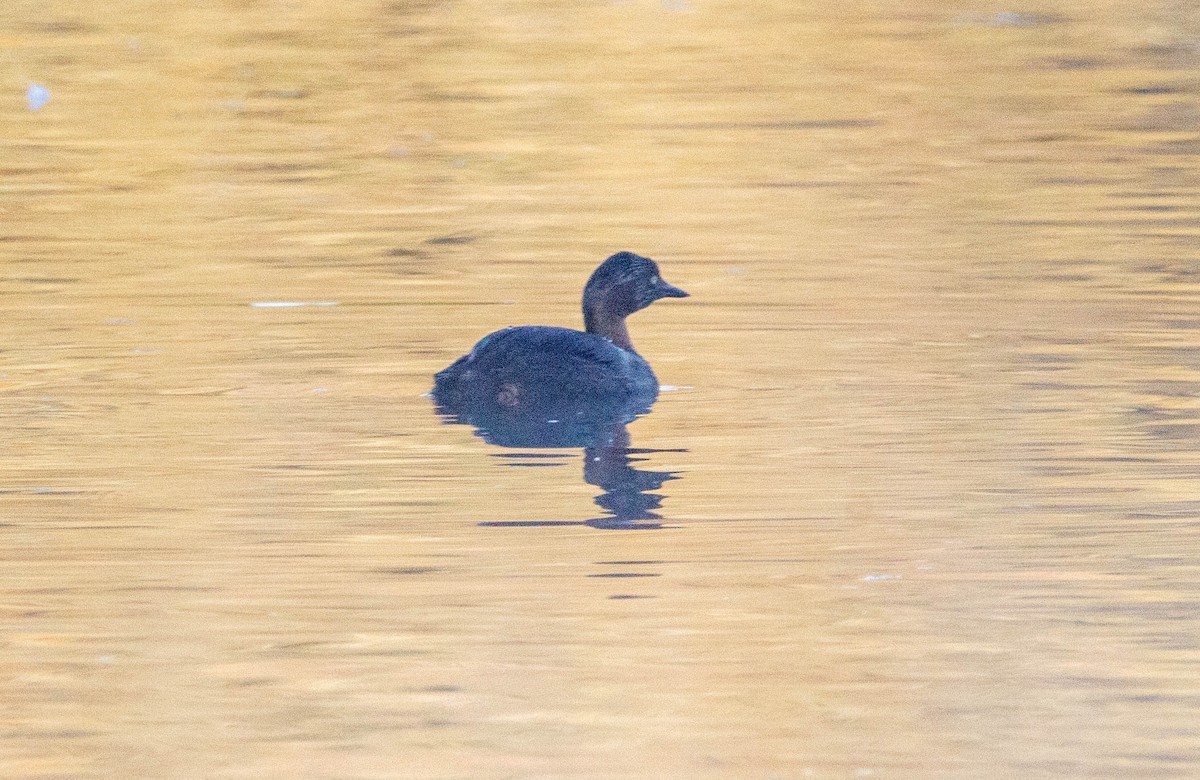 New Zealand Grebe - Donna Channings