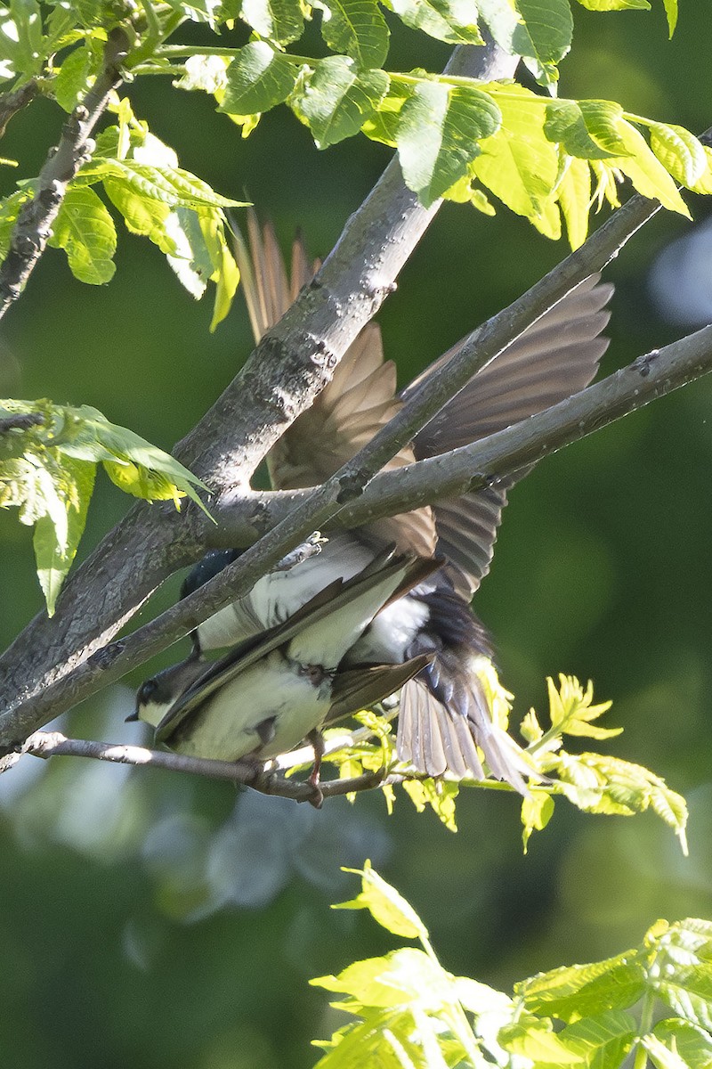 Tree Swallow - Edith Auchter