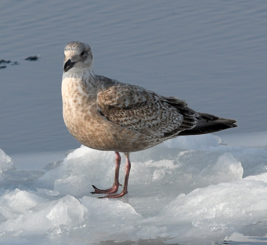 Slaty-backed Gull - Emilie Strauss