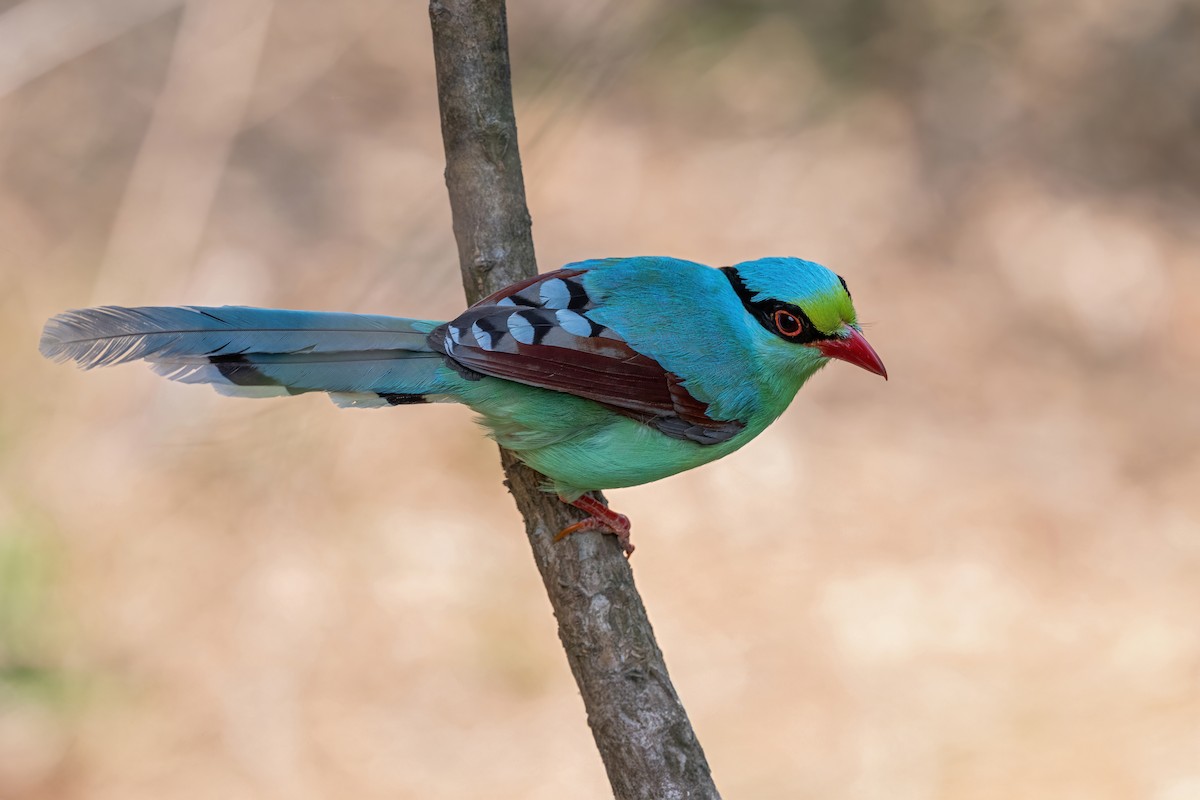 Common Green-Magpie - Deepak Budhathoki 🦉