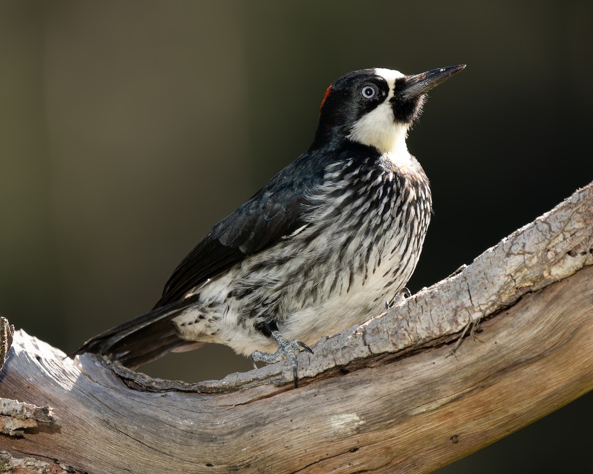Acorn Woodpecker - Jairo Cadavid