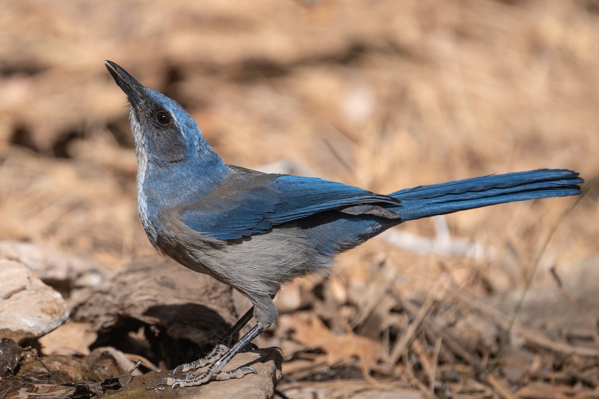 Woodhouse's Scrub-Jay - ML619212278