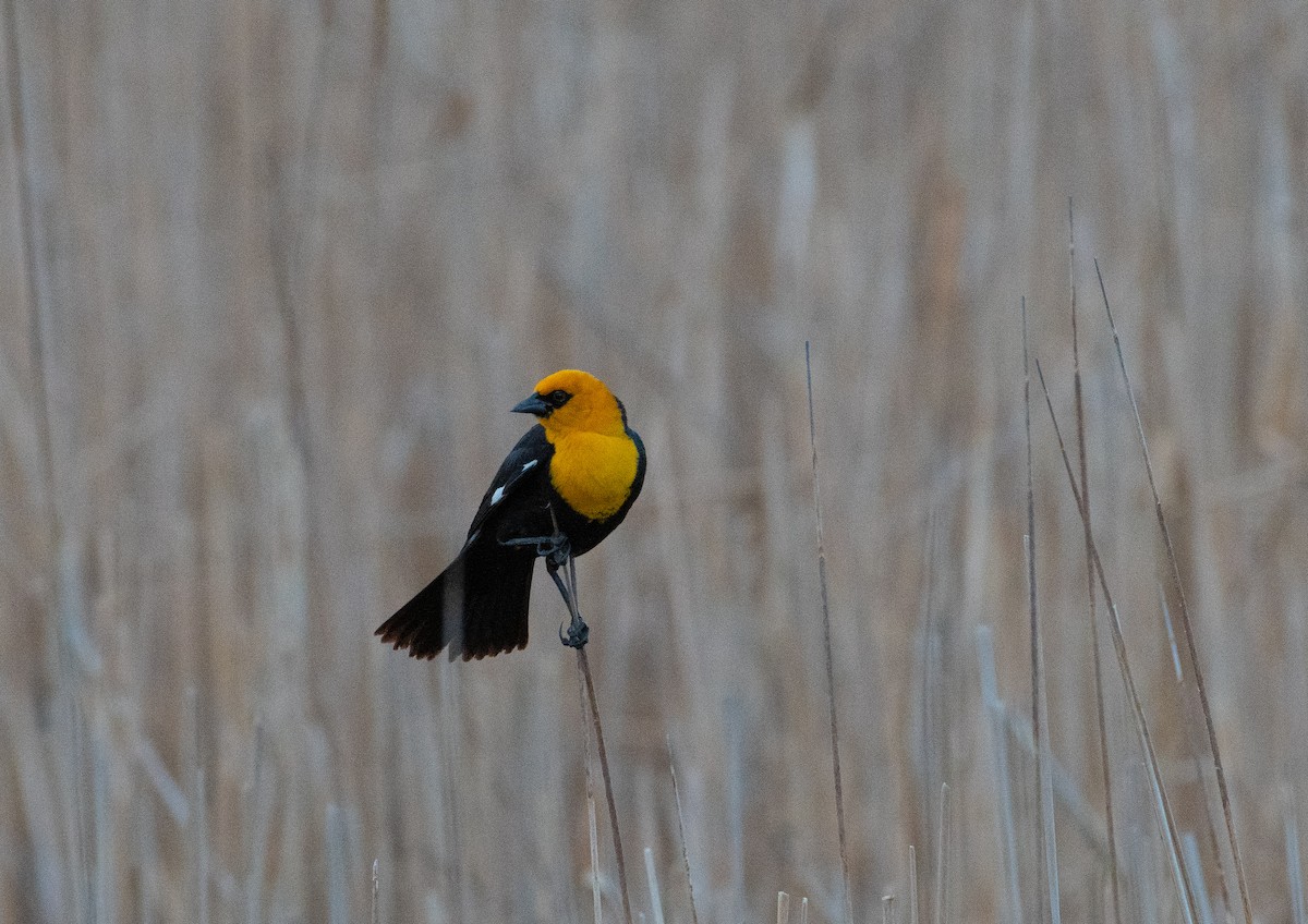 Yellow-headed Blackbird - Anuj Ghimire