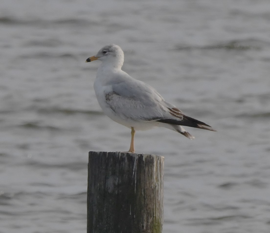 Ring-billed Gull - David True