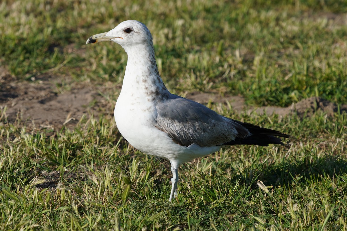 California Gull - Dawn Hovey