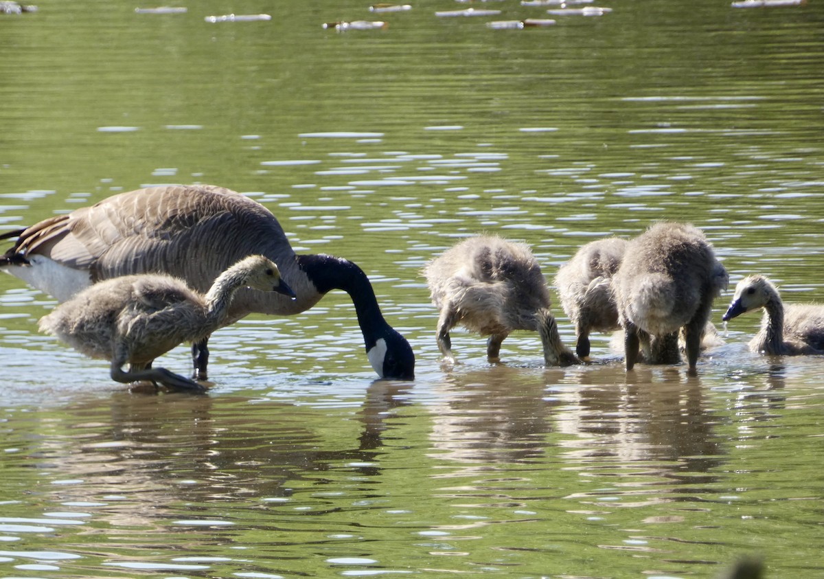 Canada Goose - ML619212293