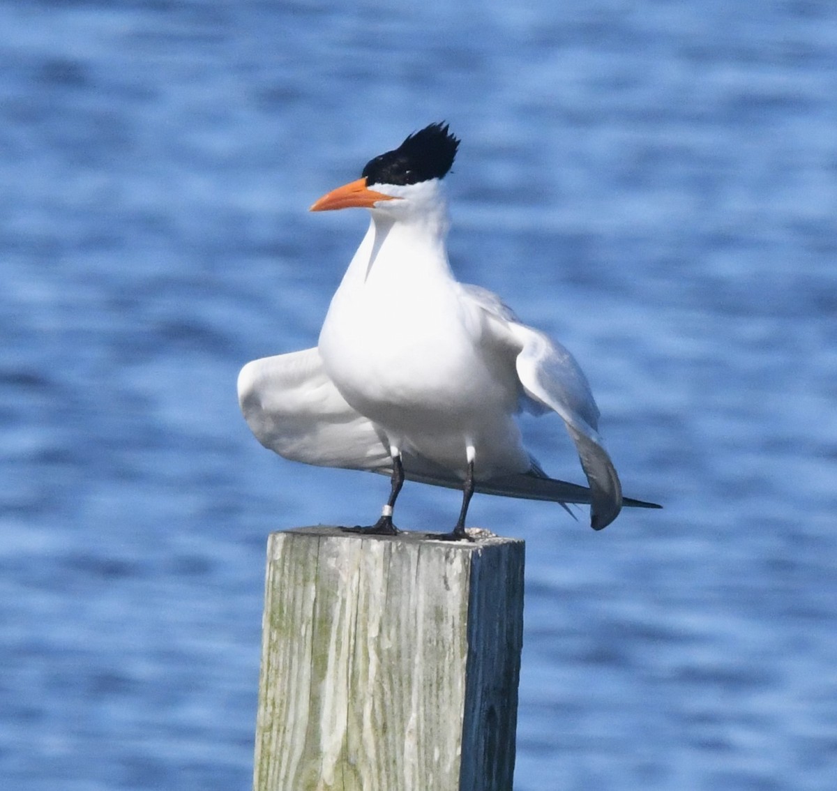 Royal Tern - David True
