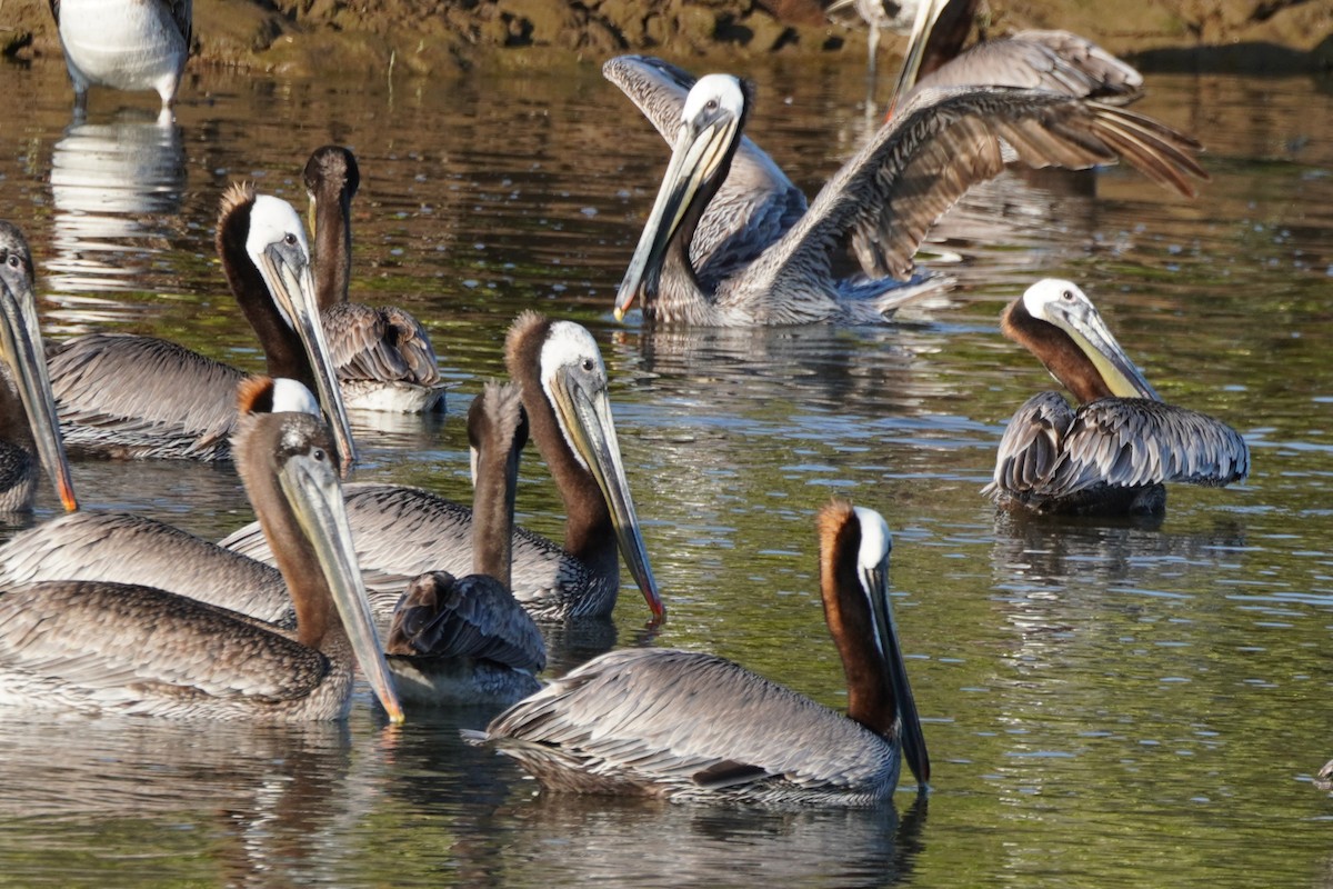 Brown Pelican - Dawn Hovey