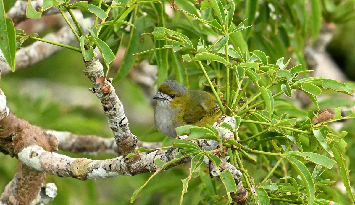 Yellow-crowned Elaenia - ML619212309