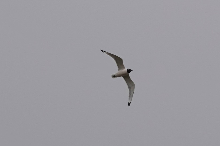 Franklin's Gull - Carol Speck