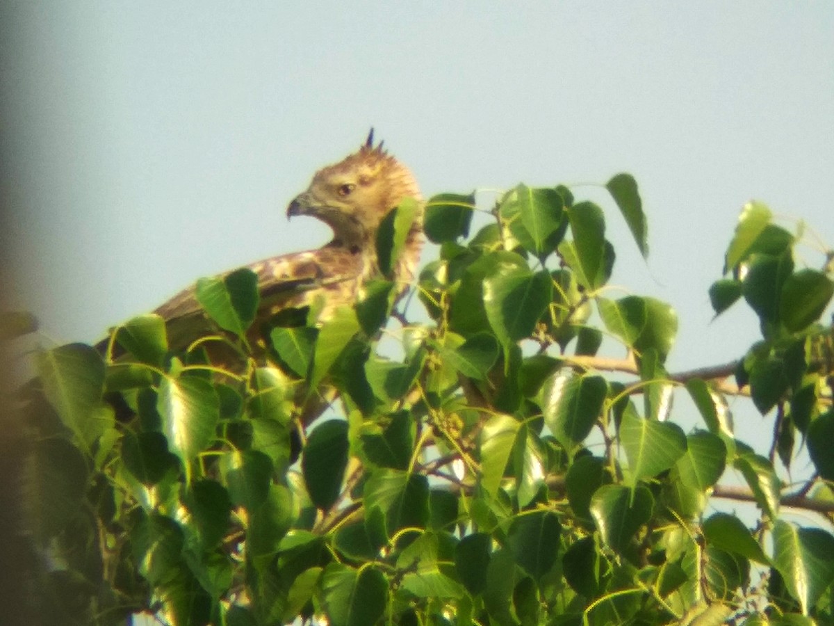 Changeable Hawk-Eagle (Crested) - ML619212314