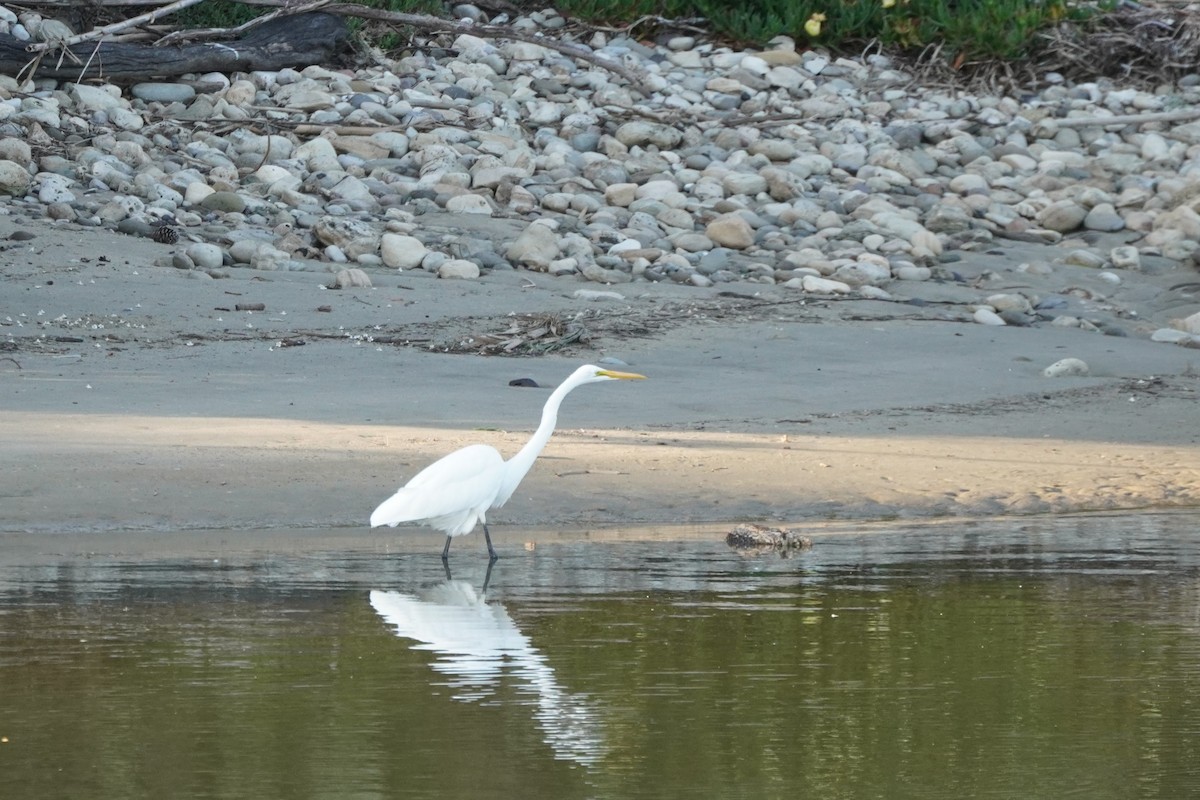 Great Egret - Dawn Hovey