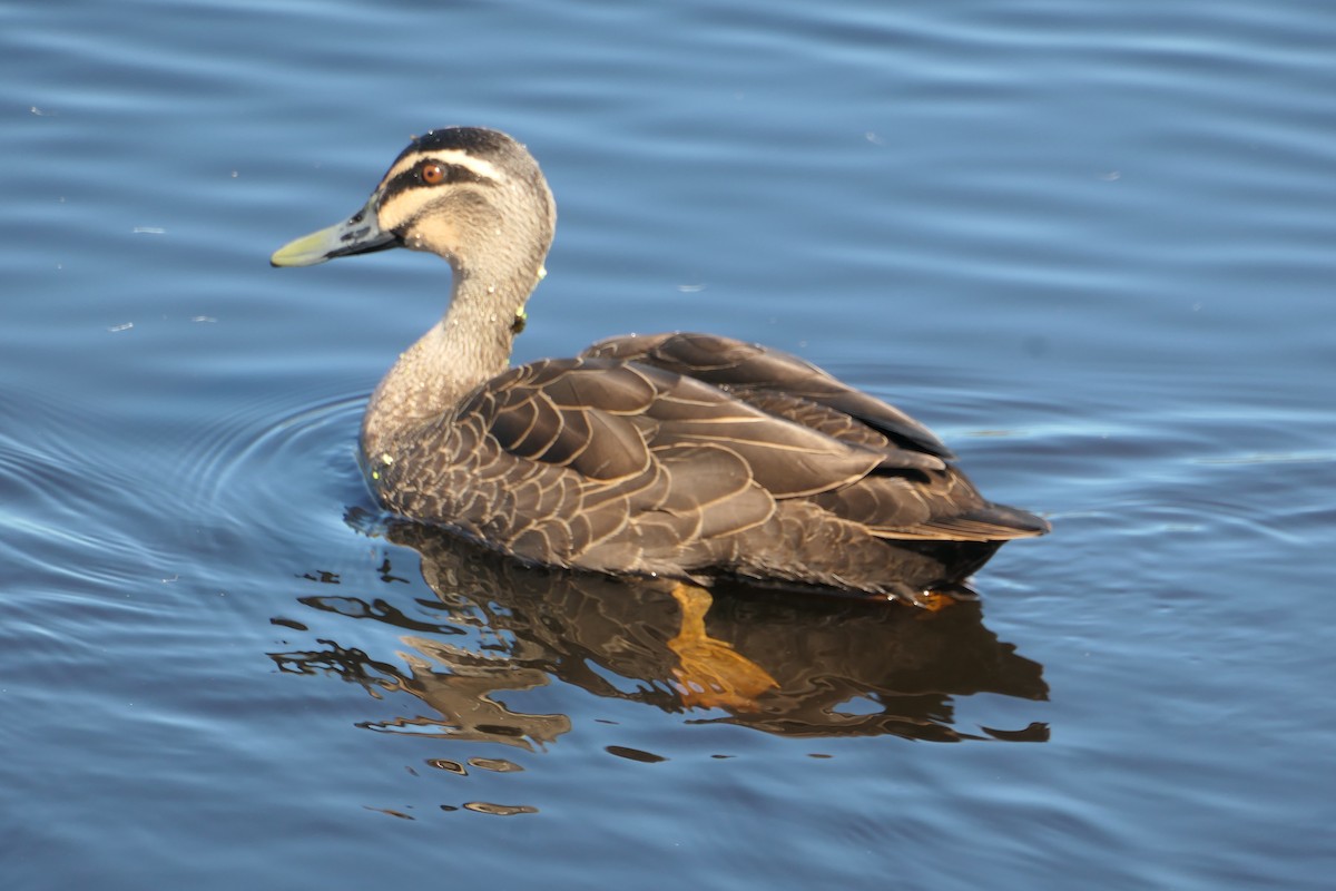 Pacific Black Duck - ML619212329