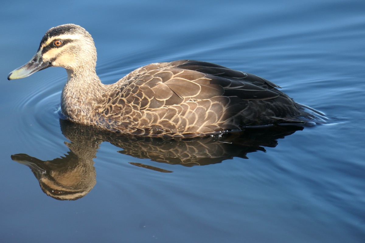 Pacific Black Duck - May Britton