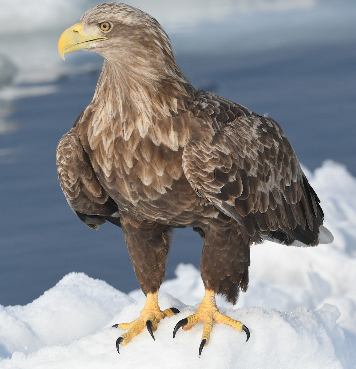 White-tailed Eagle - Emilie Strauss