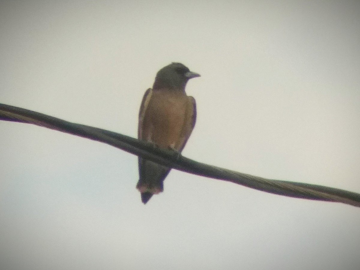 Ashy Woodswallow - ML619212343