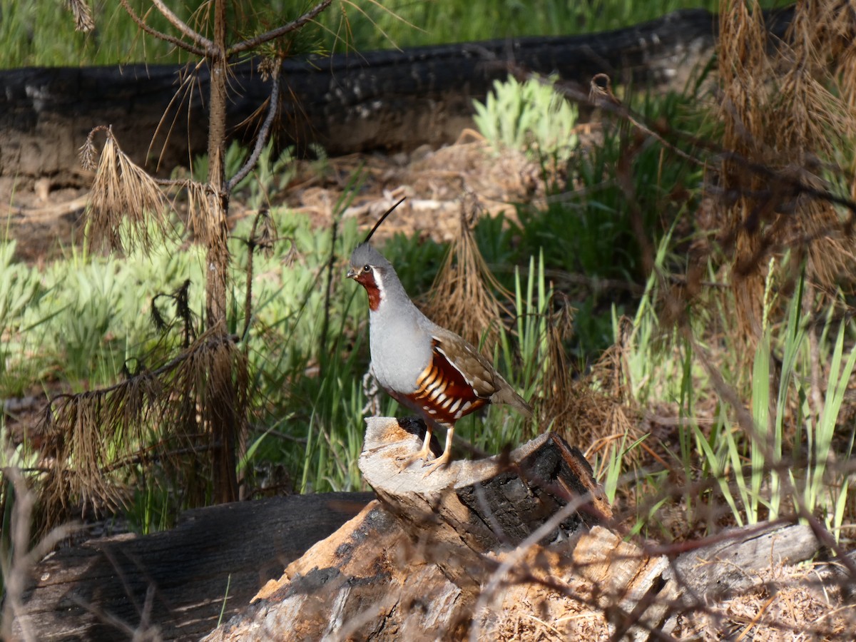 Mountain Quail - Caroline Wolfe-Merritt