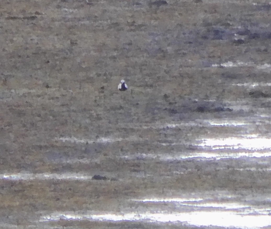 Black-bellied Plover - ML619212355