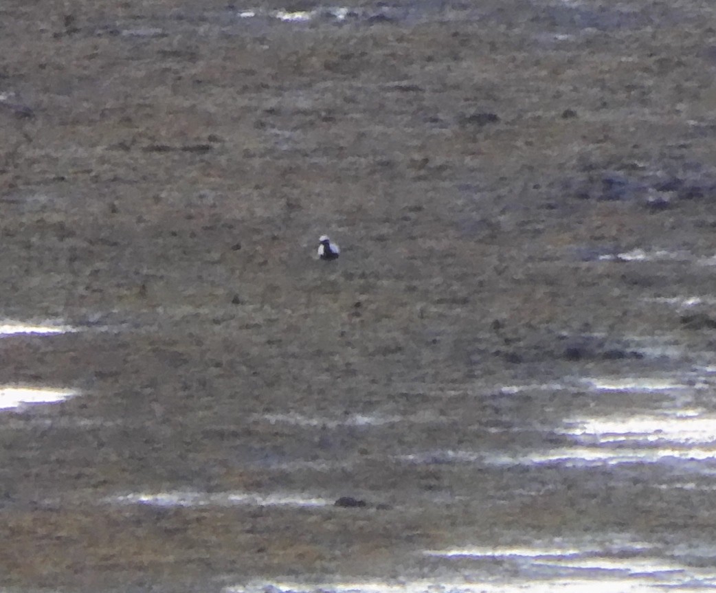 Black-bellied Plover - Leslie Andrich