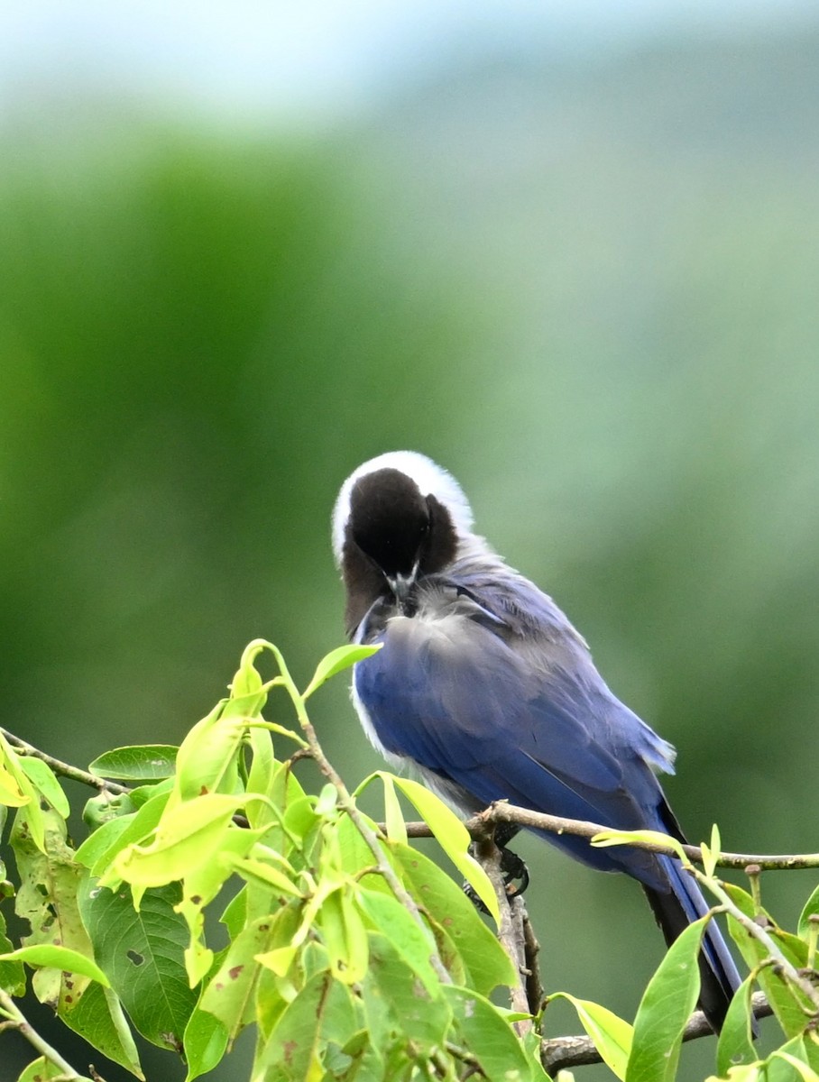 Violaceous Jay - Marcelo Donoso