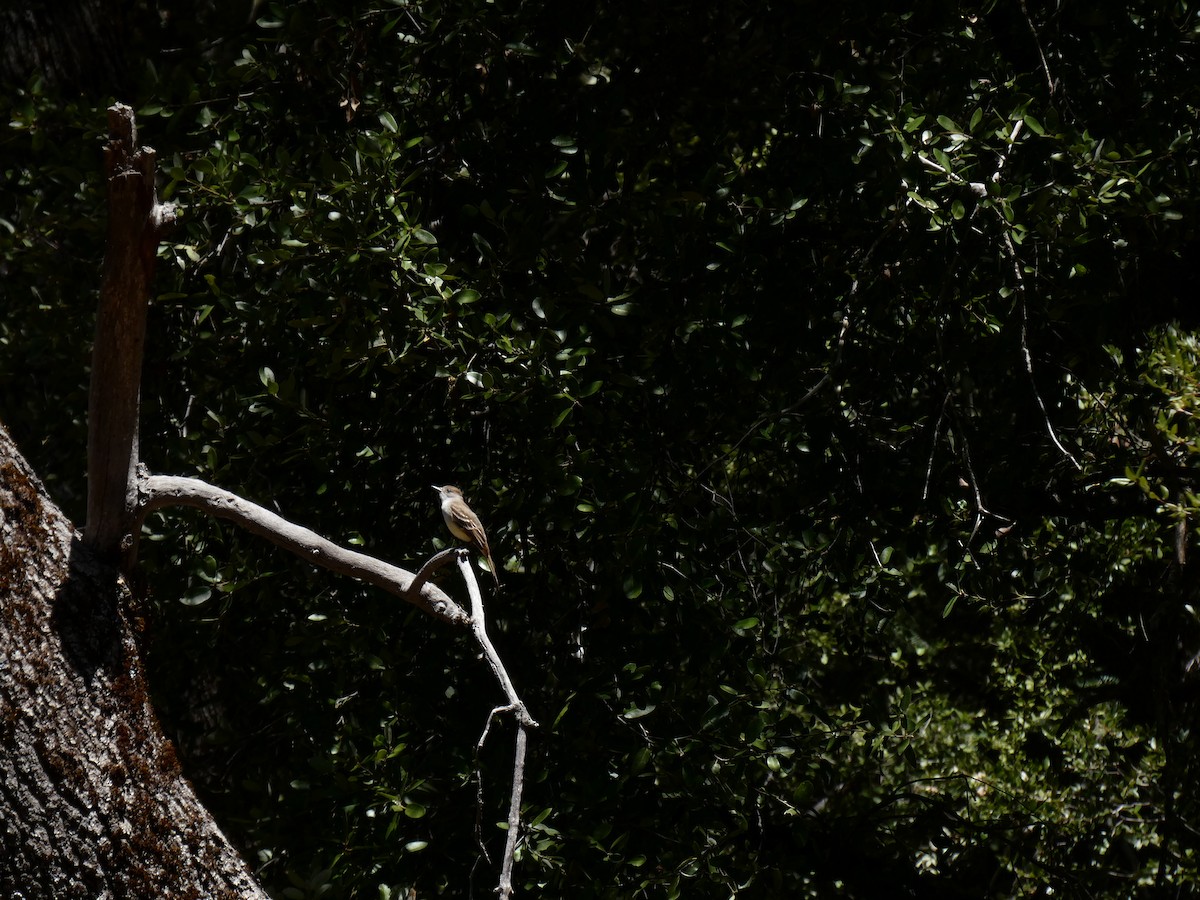 Ash-throated Flycatcher - Caroline Wolfe-Merritt