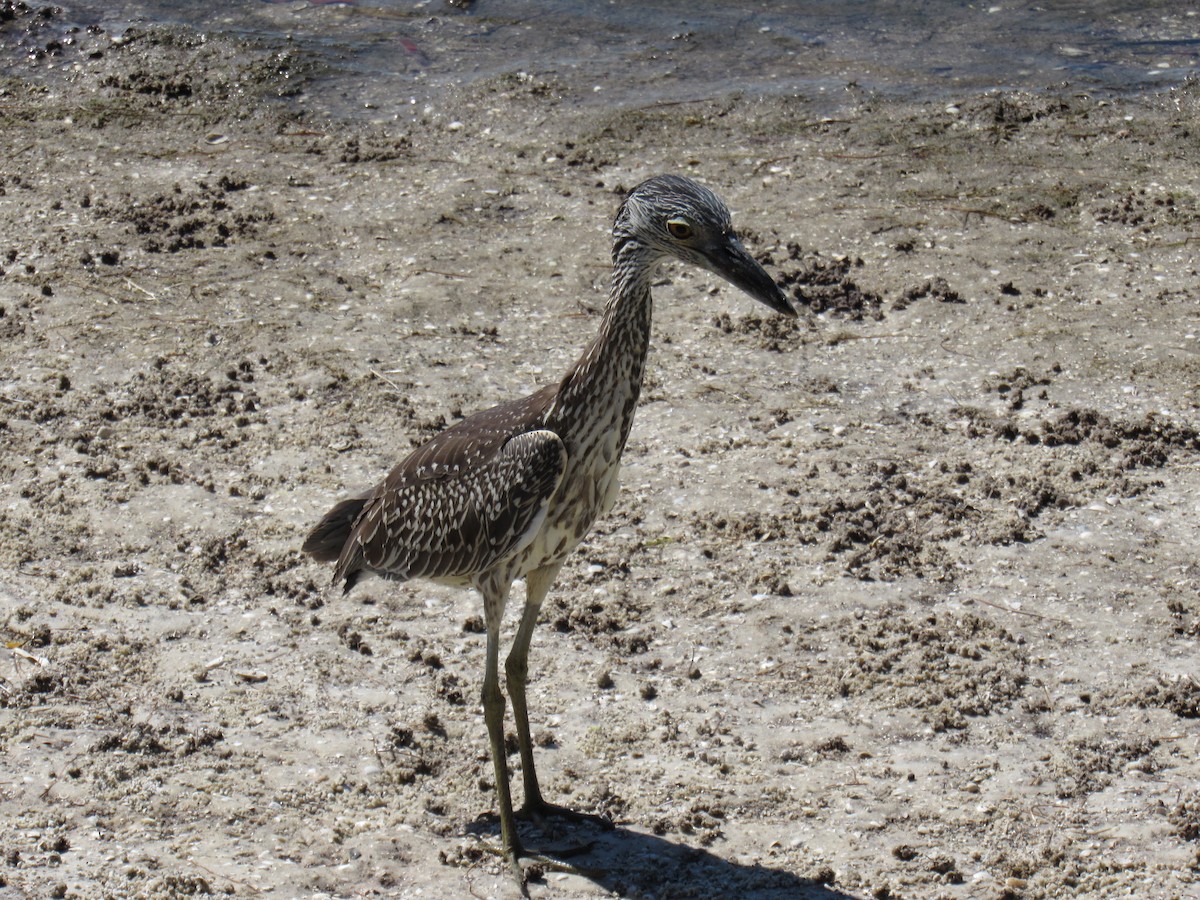 Yellow-crowned Night Heron - ML619212375